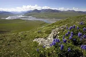 Caribou Pass View with Arctic Lupine (Lupinus Arcticus) - Arctic National Wildlife Refuge