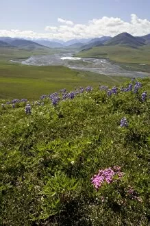 Images Dated 28th June 2006: Caribou Pass View with Phlox & Arctic Lupine - Arctic National Wildlife Refuge, Alaska