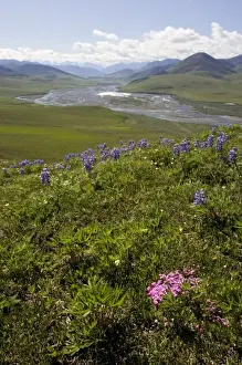 Kongakut River Prints: Caribou Pass View with Phlox & Arctic Lupine - Arctic National Wildlife Refuge, Alaska
