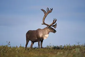 Caribou Prints: caribou, Ranfiger tarandus, bull in Denali National Park, interior of Alaska