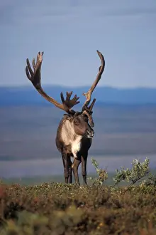 Images Dated 10th November 2005: caribou, Rangifer tarandus, bull in Denali National Park, interior of Alaska