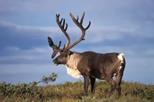 Images Dated 10th November 2005: caribou, Rangifer tarandus, bull in Denali National Park, interior Alaska
