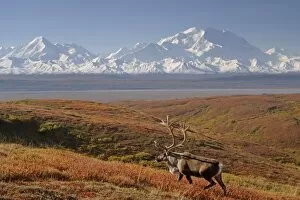 Images Dated 3rd September 2005: caribou, Rangifer tarandus, bull in fall colors with Mount McKinley in the background
