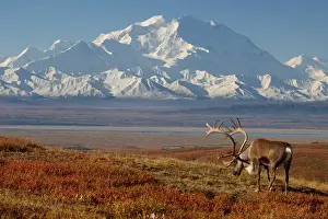 Images Dated 3rd September 2005: caribou, Rangifer tarandus, bull in fall colors with Mount McKinley in the background