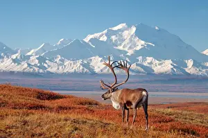 Tundra Prints: caribou, Rangifer tarandus, bull in fall colors with Mount McKinley in the background