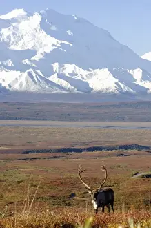 caribou, Rangifer tarandus, bull in fall colors with Mount McKinley in the background