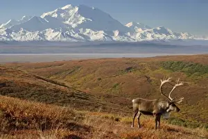 Images Dated 3rd September 2005: caribou, Rangifer tarandus, bull in fall colors with Mount McKinley in the background