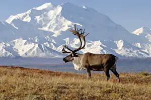 Images Dated 3rd September 2005: caribou, Rangifer tarandus, bull in fall colors with Mount McKinley in the background