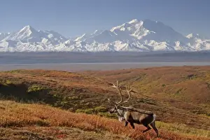 Images Dated 3rd September 2005: caribou, Rangifer tarandus, bull in fall colors with Mount McKinley in the background