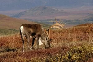 Images Dated 3rd September 2005: caribou, Rangifer tarandus, bull feeding on fall vegetation in Denali National Park