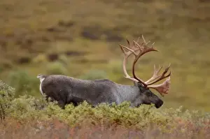 caribou, Rangifer tarandus, bull feeding on fall vegetation in Denali National Park