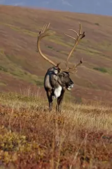 Images Dated 3rd September 2005: caribou, Rangifer tarandus, bull feeding on fall vegetation in Denali National Park