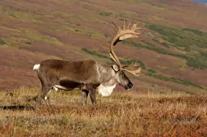 Images Dated 3rd September 2005: caribou, Rangifer tarandus, bull feeding on fall vegetation in Denali National Park