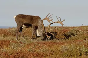 Images Dated 3rd September 2005: caribou, Rangifer tarandus, bull feeding on fall vegetation in Denali National Park