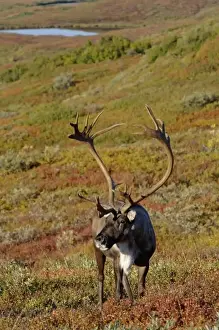 caribou, Rangifer tarandus, bull feeding on fall vegetation in Denali National Park