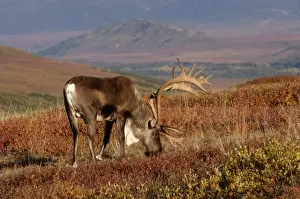 Images Dated 3rd September 2005: caribou, Rangifer tarandus, bull feeding on fall vegetation in Denali National Park