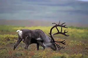 Images Dated 10th November 2005: caribou, Rangifer tarandus, bull feeding on vegetation in Denali National Park, Alaska