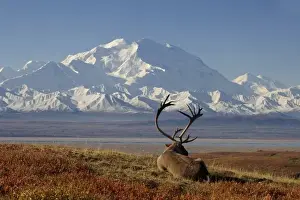 Images Dated 3rd September 2005: caribou, Rangifer tarandus, bull resting in fall colors with Mount McKinley in the background