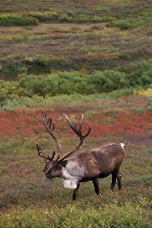 Images Dated 10th November 2005: caribou, Rangifer tarandus, bull walking in fall colors, Denali National Park, interior