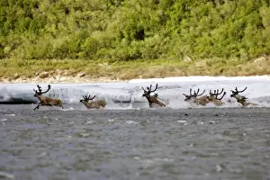 Images Dated 22nd June 2006: Caribou (Rangifer tarandus) crossing the Kongakut River - Arctic National Wildlife Refuge