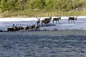 Images Dated 22nd June 2006: Caribou (Rangifer tarandus) emerge from the Kongakut River - Arctic National Wildlife Refuge