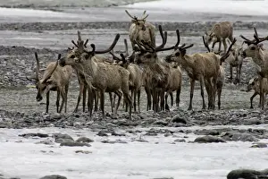 Caribou (Rangifer tarandus) Migrating Along the Kongakut River - Arctic National Wildlife Refuge