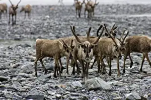 Caribou (Rangifer tarandus) Migrating Along the Kongakut River - Arctic National Wildlife Refuge