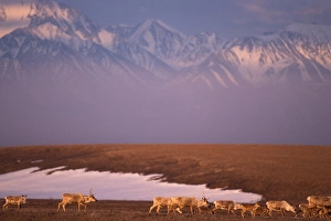 Images Dated 9th November 2005: caribou, Rangifer tarandus, with newborn calves, 1002 area of the Arctic National Wildlife Refuge