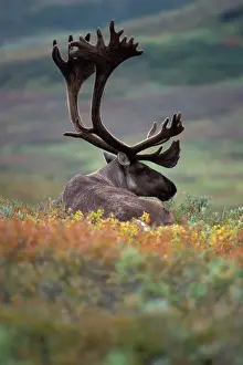 caribou, Rangifer tarandus, resting in fall tundra colors, Denali National Park, Alaska