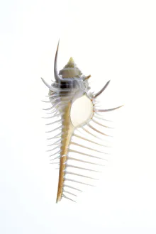 White Background Prints: Carits Murex shell. Sea snail