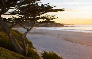 Quiet Prints: Carmel California cypress tree and waves at sunset on ocean at beach below city near