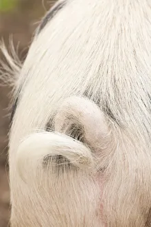 Images Dated 30th April 2011: Carnation, Washington State, USA. Rear view of Gloucestershire pig with a curly tail