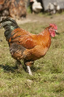 Carnation, Washington State, USA. Free-range Chantercler Partridge rooster strutting