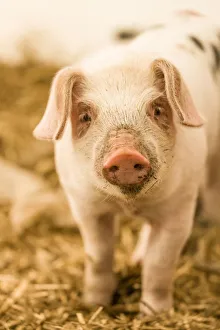 Images Dated 7th May 2013: Carnation, Washington State, USA. Gloucestershire Old Spots piglet standing in a