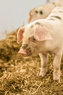 Images Dated 7th May 2013: Carnation, Washington State, USA. Gloucestershire Old Spots piglet standing in a