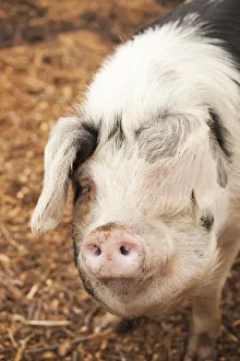 Images Dated 30th April 2011: Carnation, Washington State, USA. Front view of a Gloucestershire Old Spots pig. (PR)