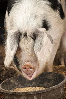 Images Dated 30th April 2011: Carnation, Washington State, USA. Front view of a Gloucestershire Old Spot pig eating