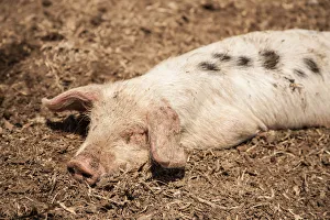 Carnation, Washington State, USA. Dirty Gloucestershire Old Spot piglet wallowing in a sty