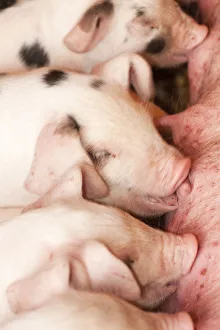 Cute Prints: Carnation, Washington State, USA. Gloucester Old Spot piglets nursing. (PR)