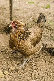 Images Dated 7th May 2013: Carnation, Washington State, USA. Ameraucana hen walking in a pen. (PR)