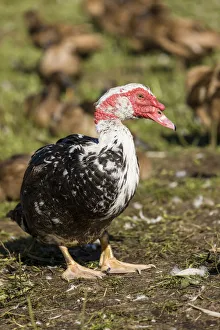 Carnation, Washington State, USA. Male Muscovy duck in a flock of Khaki Campbell ducks