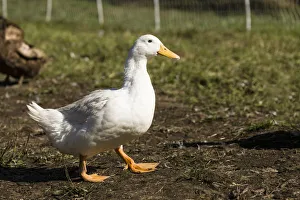 Images Dated 19th September 2013: Carnation, Washington State, USA. Free-range Pekin duck walking, with a Campbell