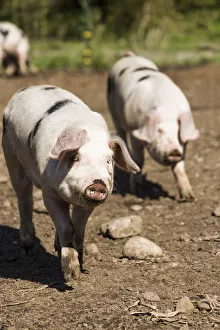Carnation, Washington State, USA. Gloucestershire Old Spots pigs running. (PR)