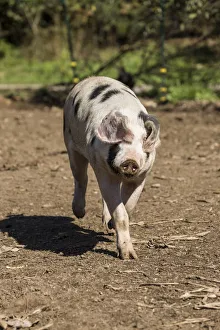 Carnation, Washington State, USA. Gloucestershire Old Spots pig running. (PR)