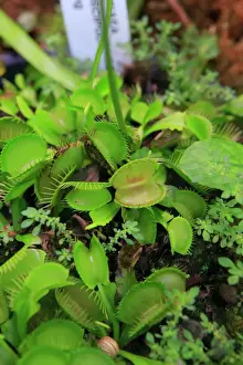 Queensland Prints: Carnivorous plants such as these Venus Fly Traps can be found at the Cairns Botanic Gardens