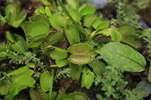 Images Dated 5th November 2013: Carnivorous plants such as these Venus Fly Traps can be found at the Cairns Botanic Gardens