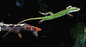 Leap Prints: Carolina Anole, American Chameleon, Anolis carolinensis, Native to South Eastern US