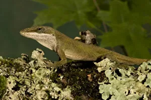 Images Dated 11th June 2004: Carolina anole, Anolis carolinensis, resting on a mossy log in Florida. Captive Situation