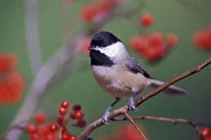 Chickadee Prints: Carolina Chickadee