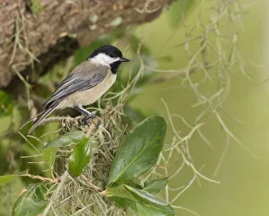 Images Dated 2017 August: Carolina chickadee, Poecile carolinensis, in live oak tree, Florida